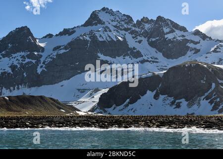 Gold Harbour Strand mit südlichen Elefanten Seals (Mirounga leonina) und König Pinguine (Aptenodytes patagonicus), Süd-Georgien, Süd-Georgien und Stockfoto