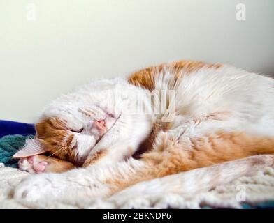 Süße orange und weiße Katze rollte sich zusammen und schlief auf einem Bett. Orange und weiß gestromt, Zahnfleischschlaf. Stockfoto