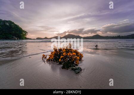 Seychellen Seegras am Strand mit einem Sunset Back Drop und Blick auf die Berge. Stockfoto