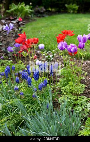 Schöne Frühlingsblumenbett mit Traubenhyazinthen, Muscari armeniacum und Tulpen in einem Wohngarten. Stockfoto