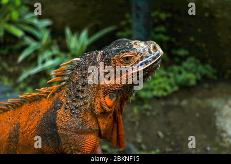 Seitenansicht des Kopfes von Red Iguana. Seitenansicht des Iguana Leguana im Portrait. Isoliert auf natürlichem Hintergrund. Große Erwachsene Eidechse. Schöner roter Leguan, tierischer Klo Stockfoto