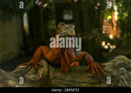 Vorderansicht des Kopfes von Red Iguana. Roter Leguan klettert einen Baum hinauf. Makrofoto von großem Leguane Leguane. Roter Leguan auf natürlichem Hintergrund isoliert. Groß a Stockfoto