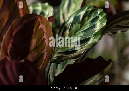 Nahaufnahme der Calathea roseopicta oder Calathea Medallion (rosébemalt). Eine große Hauspflanze mit riesigen bunten Blättern, die ein städtisches Ju im Innenbereich schaffen Stockfoto