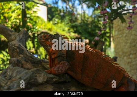 Seitenansicht des Kopfes von Red Iguana. Roter Leguan klettert auf den Baum. Makrofoto von großem Leguane Leguane. Portrait Seitenansicht Roter Leguan isoliert auf natürlichem Bac Stockfoto