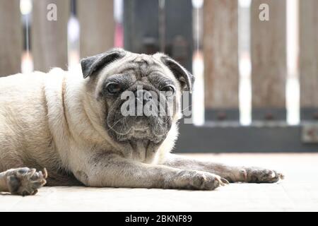 Mops Hund starrte auf Kamera. Augen offen. Verschlossenes Tor im Hintergrund. Konzept für den Aufenthalt zu Hause. Stockfoto