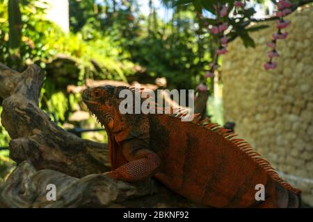 Seitenansicht des Kopfes von Red Iguana. Roter Leguan klettert auf den Baum. Makrofoto von großem Leguane Leguane. Portrait Seitenansicht Roter Leguan isoliert auf natürlichem Bac Stockfoto