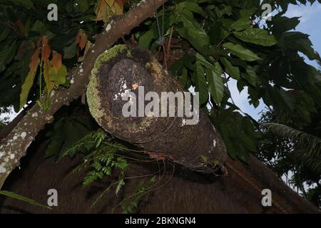 Bienenstock aus Bambus Stamm mit schwarzen Palmfasern bedeckt. Wohnung für wilde Bambusbienen, die an einem Ast hängen. Honigproduktion in Bali, Indone Stockfoto