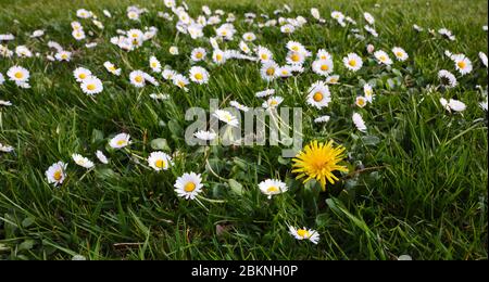 Peat Lane, Bewerley, Harrogate, North Yorkshire, England, Großbritannien, 03205/20. Nahaufnahme von Gänseblümchen und Löwenzahn in 950 ft und Frühling im KleinBetrieb Stockfoto