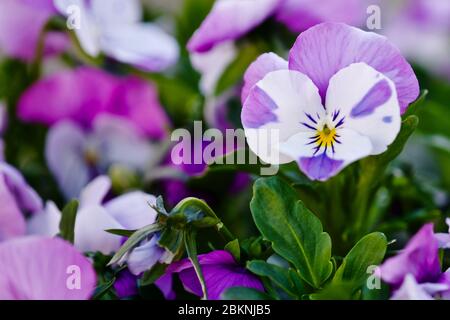 Pansy Panola Marina Shades Stockfoto