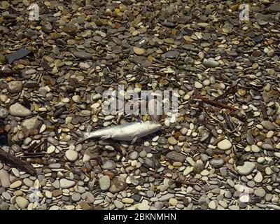 Die tote Meeräsche (Mugil) am Ufer des Meeres, die Fische ohne die äußeren Verletzungen. Tod der Fische infolge der Verschmutzung des Meerwassers Stockfoto