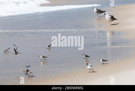 Möwen und Rohrpfeifen plündern Vögel auf der Suche nach Nahrung, während das Wasser aus dem Meer ein- und ausrollt. Stockfoto