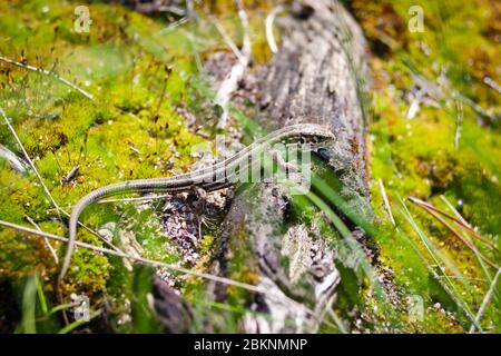 Eine vorsichtige braune Eidechse in Streifen und Flecken, die im Wald über das Moos kriecht und mit ihren Vorderpfoten auf einem Holzdeck steht Stockfoto