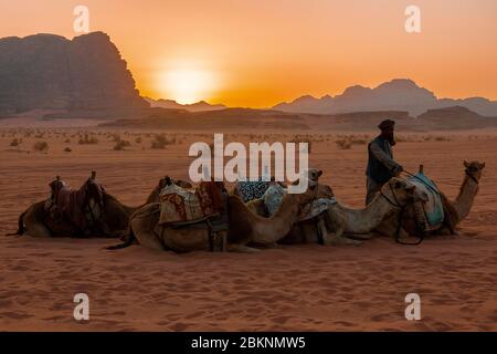 Beduine betreut Arabisches Kamel (Camelus dromidarius), im Hintergrund Sonnuntergang in Wüste, Wadi Rum, Jordanien, Kleinasien, Asien Stockfoto