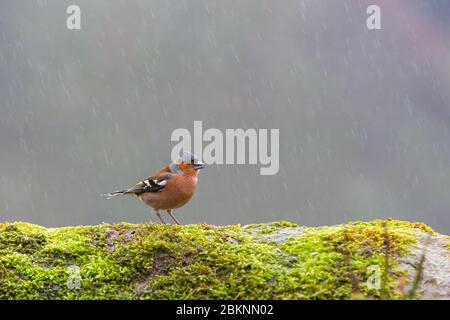 Buchfink, Männchen [ Fringla coelebs ] auf moosiger Wand mit Regen im Hintergrund Stockfoto