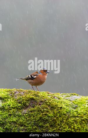 Buchfink, Männchen [ Fringla coelebs ] auf moosiger Wand mit Regen im Hintergrund Stockfoto