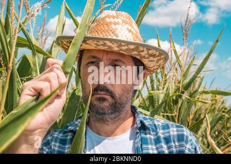 Landwirt Prüfung Mais Mais Pflanzen in Feld. Stattliche nach agronom ist Überprüfung der Entwicklung von Nutzpflanzen auf kultivierten Plantage. Stockfoto