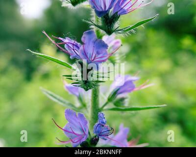 Viper-Bugloss (Echium vulgare)-Blütenstand. Blutergüsse, die von vielen Volksnamen bekannt sind: Blaue Farbe blackamoor Gras, Kornblumenfeld, Romantik, Liebesmädchen, Stockfoto