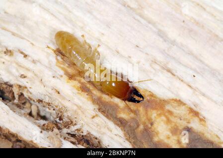 Soldat der Gelbhalsstermite (Kalotermes flavicollis), einer schweren Pest in den Mittelmeerländern Stockfoto