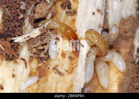 Trockene Yellownecked - Holz termite (Kalotermes flavicollis), eine schwere Pest in den Mittelmeerländern Stockfoto