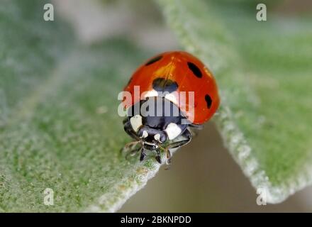 7-Punkt Marienkäfer, Coccinella septempunctata Stockfoto