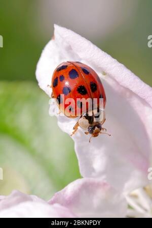 Harlekin oder asiatischer Marienkäfer (Harmonia axyridis), eine asiatische Art, die heute in vielen Teilen der Welt invasiv ist Stockfoto