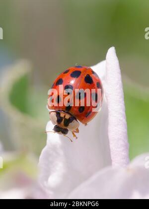 Harlekin oder asiatischer Marienkäfer (Harmonia axyridis), eine asiatische Art, die heute in vielen Teilen der Welt invasiv ist Stockfoto