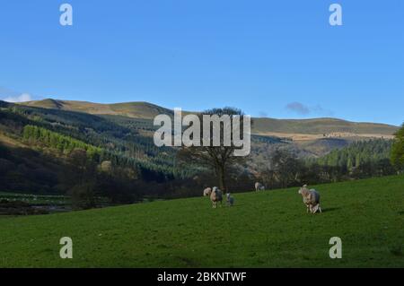 Frühlingslämmer auf Ackerland in der Nähe Talybont Reservoir, Brecon Beacons, Wales Stockfoto