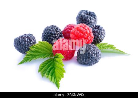 Mix Beeren mit Blatt. Verschiedene frische Beeren auf weißem Hintergrund. Himbeere, Brombeere. Stockfoto