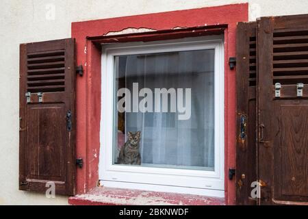 Katze im Fenster Stockfoto