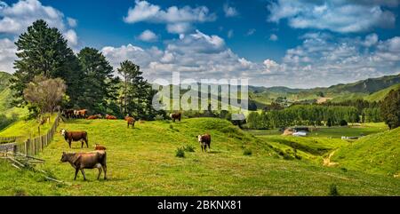 Hereford Cattle, Farm in Strathmore Saddle Area auf Forgotten World Highway (SH43), Taranaki Region, North Island, Neuseeland Stockfoto