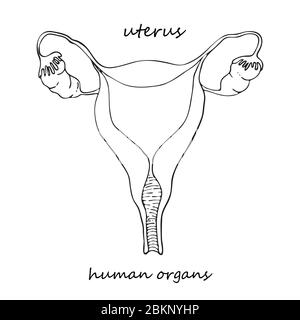 Uterus. Realistische handgezeichnete Ikone der inneren Organe des Menschen. Linienkunst. Stil der Skizze. Designkonzept für Ihre medizinischen Projekte nach der viralen Rehabilitation Stock Vektor