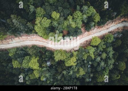Forest Road Blick von oben im Sommer Stockfoto