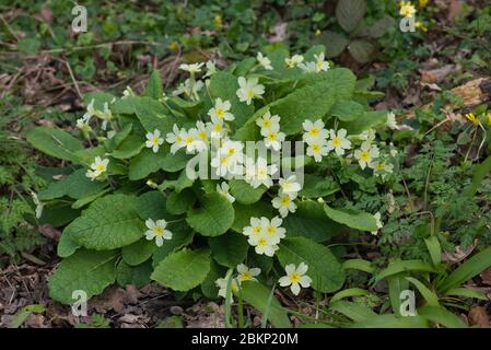 Primeln (Primula vulgaris) wachsen im Frühjahr in einem englischen Wald Stockfoto