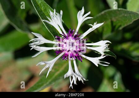 Die Blume ein immerwährendes Kornblume' Amethyst im Schnee" (Centaurea montana 'Amethyst im Schnee") Stockfoto