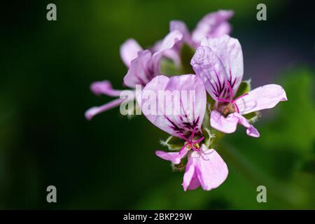 Die Blumen eines Pelargoniums 'Attar der Rosen' Stockfoto