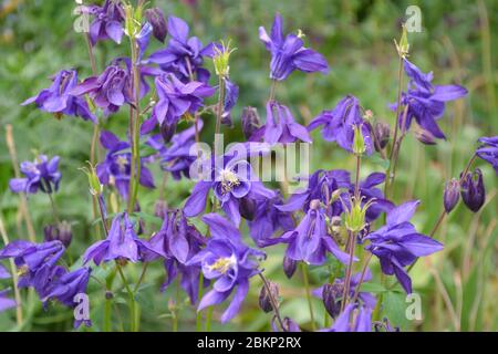 Aquilégia, grasbewachsene mehrjährige Pflanzen (Ranunculaceae). Wunderschöne Blumen. Blaue, violette Blütenstände. Horizontales Foto Stockfoto