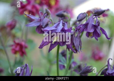 Wunderschöne Blumen. Garten Aquilégia, grasbewachsene mehrjährige Pflanzen (Ranunculaceae). Blaue, violette Blütenstände. Horizontales Foto Stockfoto