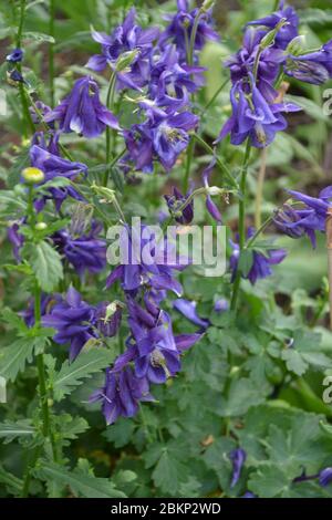 Wunderschöne Frühlingsblumen. Sonnig. Aquilégia, grasbewachsene mehrjährige Pflanzen (Ranunculaceae). Blaue, violette Blütenstände. Vertikales Foto Stockfoto