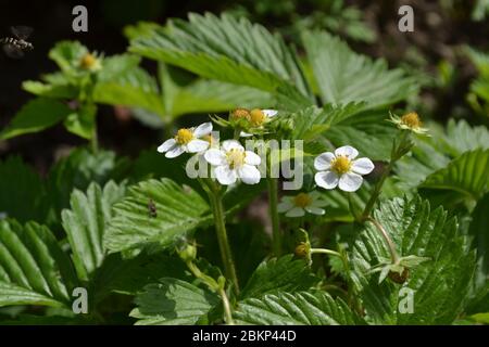 Lecker und gesund. Garten. Erdbeeren. Fragaria vesca. Blumen Erdbeeren Stockfoto