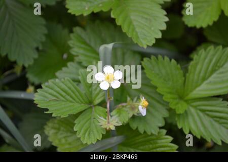Erdbeeren. Fragaria vesca. Heim Garten, Blumenbeet. Nützliche grüne Pflanze. Lecker und gesund. Büsche von Erdbeere. Rote saftige Beeren. Duftend. Flowl Stockfoto