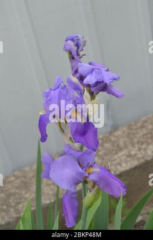 Wunderschön. Iris. Mehrjährige Rhizomatpflanze der Familie Iris (Iridaceae), lila Blume Stockfoto