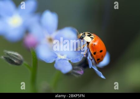 Marienkäfer auf einer Vergissmeinnicht-Blume Stockfoto