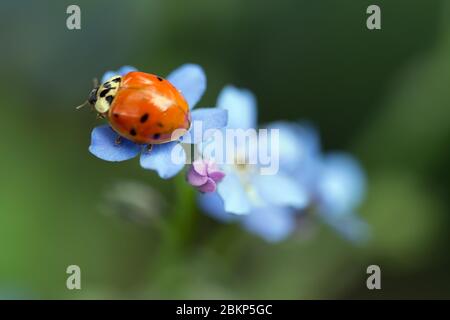 Marienkäfer auf einer Vergissmeinnicht-Blume Stockfoto