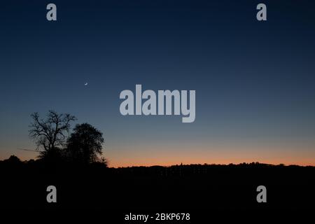 Baumsilhouette in der Dämmerung Stockfoto