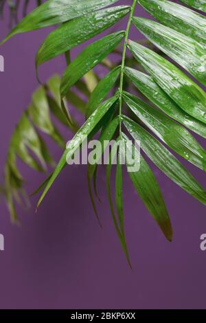 Tropische Palme auf grauem Hintergrund - weicher Fokus Stockfoto