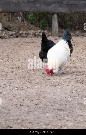Nahaufnahme von schwarz-weißen Hahn Krähen und Ansicht des Profils, selektiver Fokus Stockfoto