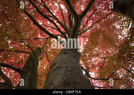 KupferBuche im Frühling. Stamm, Äste und Blätter Stockfoto