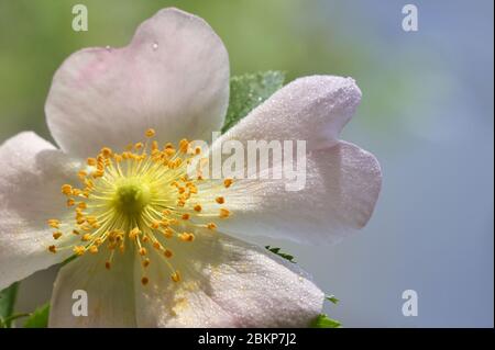 Wild Rose rosa Blumen (Rosa Canina) im Wald Stockfoto