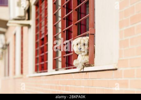 Kleiner Hund, der in der Zeit der Gefangenschaft wegen der Covid-19-Pandemie aus dem Fenster schaut Stockfoto