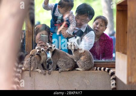 Peking / China - 10. April 2016: Menschen, die eine Gruppe von Ringschwanz-Lemuren Lemur catta im Pekinger Zoo betrachten Stockfoto